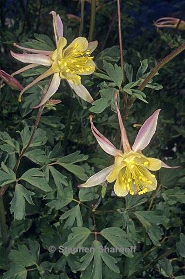 aquilegia pubescens 1 graphic